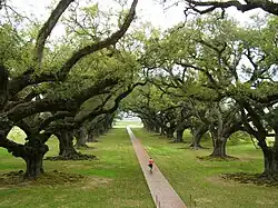 Meer dan 300 jaar oude groenblijvende eiken op de Oak Alley Plantation in de VS