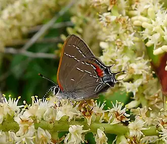 Satyrium favonius