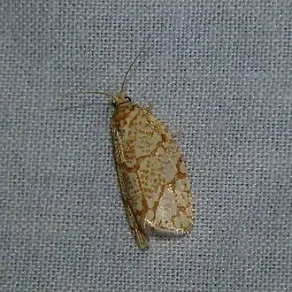 Argyrotaenia quercifoliana