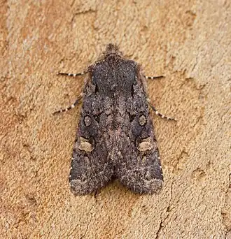 Zuidelijk eikenuiltje