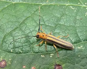 Oberea tripunctata