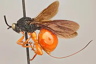 Liopteridae