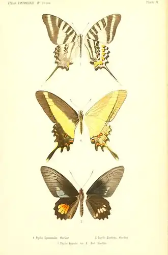 Papilio himeros