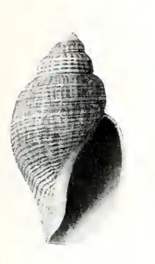 Obesotoma tenuilirata