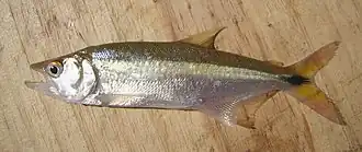 Oligosarcus robustus