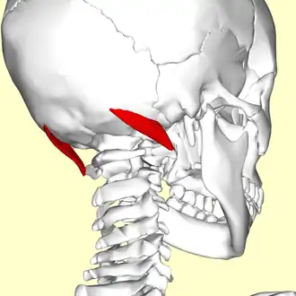 menselijke schedel van achter bezien met musculus obliquus capitis inferior aangegeven in rood.