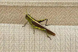 Schistocerca obscura