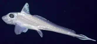 Chimaera opalescens