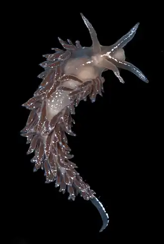 Occidenthella athadona