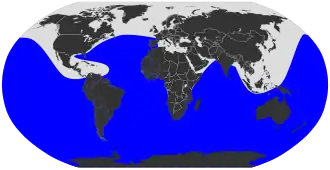 Wilsons stormvogeltje