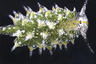 Costasiella ocellifera