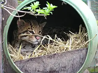 De ocelot is een voormalige inwoner van Uilen- en Dierenpark De Paay