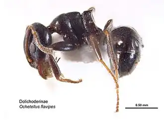 Ochetellus flavipes