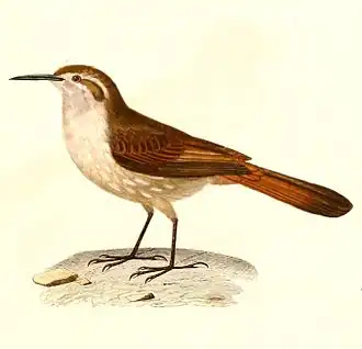 Priemsnavelaardkruiper