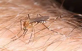 Aedes canadensis