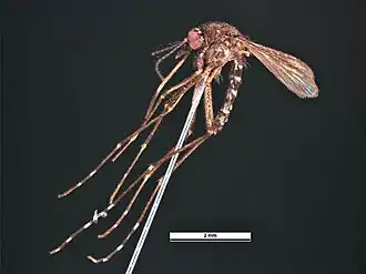 Ochlerotatus vigilax