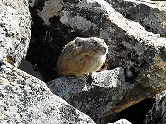 Mantsjoerijse fluithaas