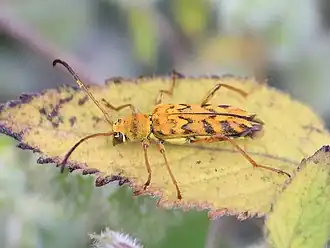 Ochraethes pollinosus