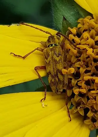 Ochraethes z-littera