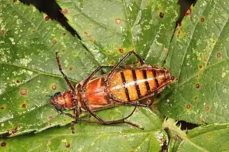 Ochrocydus huttoni