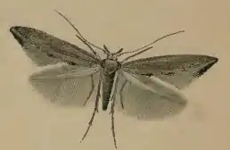 Ochromolopis staintonellus