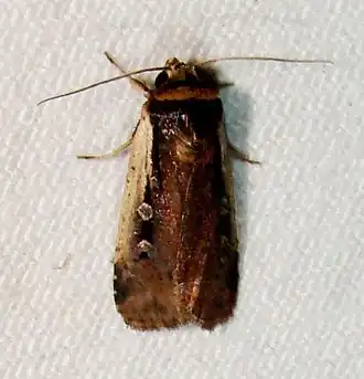 Ochropleura implecta