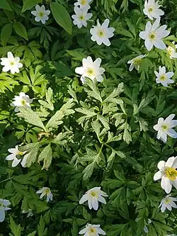 Planten van bosanemoon