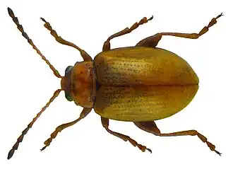 Ochrosis ventralis