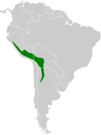 D'Orbigny's tapuittiran