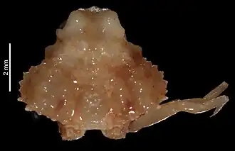 Ochtholambrus pulchellus