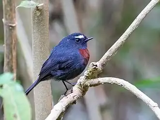 Kastanjebandtapuittiran