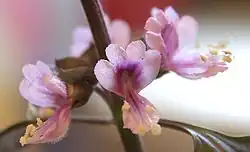 Ocimum basilicum (basilicum