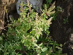 Ocimum tenuiflorum