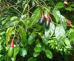 Vruchten en bladeren van Ocotea tenera