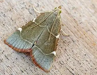 Hypsopygia fulvocilialis