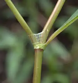 Tuitje van perzikkruid