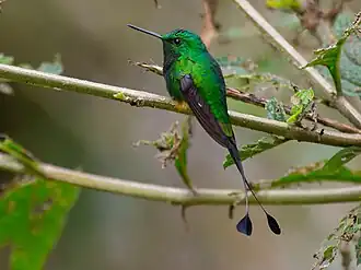 Vlagstaartroestpluimbroekje