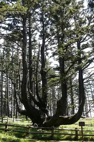 Sitkaspar in vorm van octopus in Cape Meares State Park, Oregon