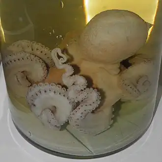 Octopus conispadiceus