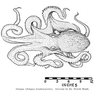 Octopus hongkongensis