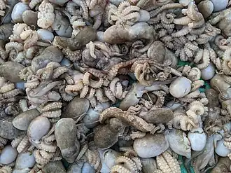 Amphioctopus kagoshimensis