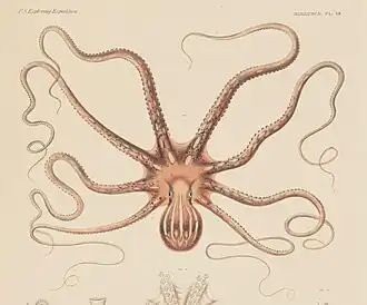 Callistoctopus ornatus
