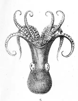 Octopus superciliosus