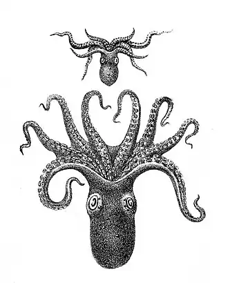Octopus vitiensis