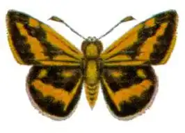 Ocybadistes hypomeloma