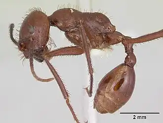 Ocymyrmex ankhu