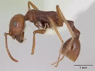 Ocymyrmex dekerus