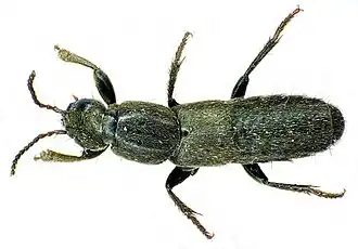 Ocypus aeneocephalus