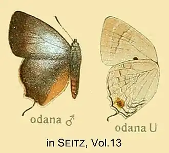 Deudorix odana