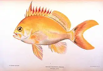 Odontanthias fuscipinnis